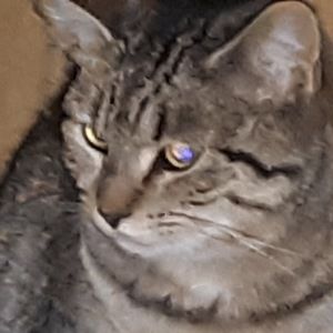 Meet your Posher, Tyler